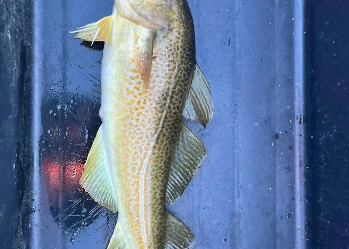 Vakantiehuis Family With Views Of Donnamannen Mountain *