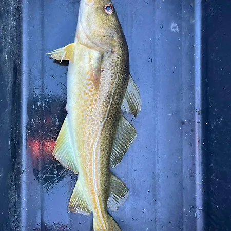 Dom wakacyjny Family With Views Of Donnamannen Mountain *